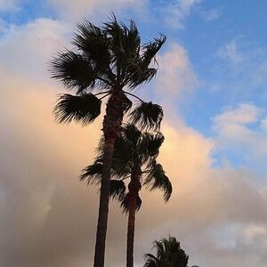 Meet your Posher,  Haru